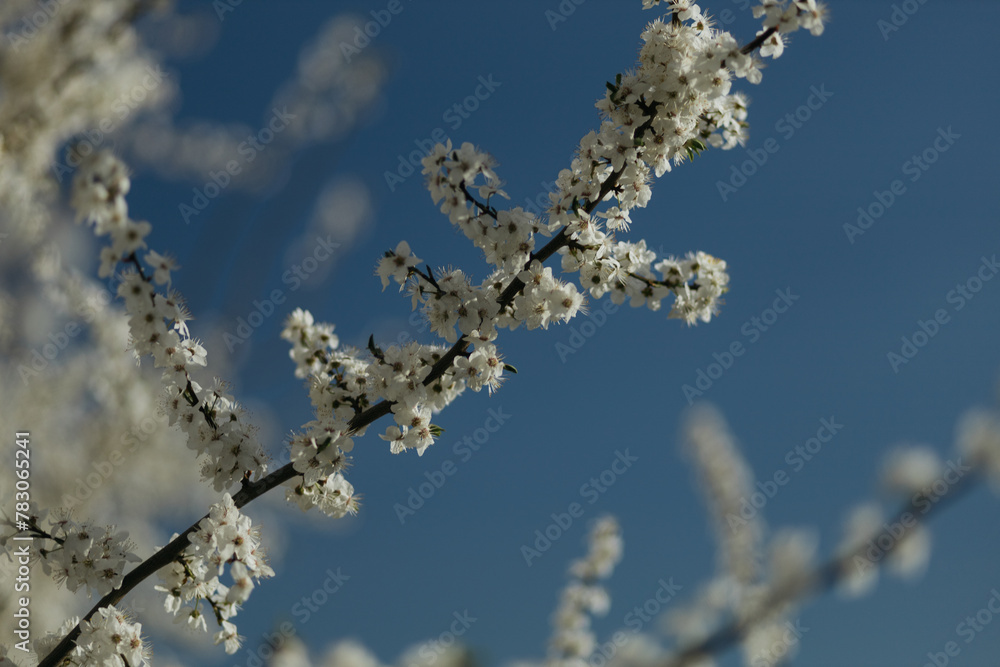 a flowering tree in the spring season a flowering tree in the spring season