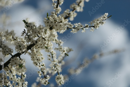 a flowering tree in the spring season © Bogdan