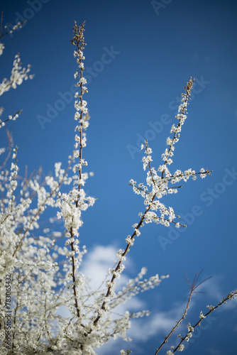 a flowering tree in the spring season