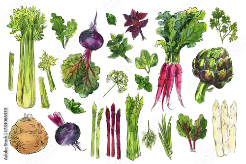Vegetables food illustrations. Watercolor and ink sketches.. Artichokes, root vegetables, celery, beets, asparagus, greens