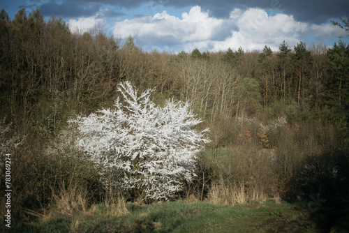 Wallpaper Mural a flowering tree in the midst of a dormant forest Torontodigital.ca