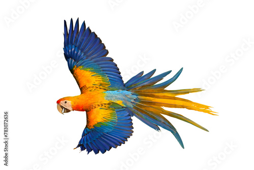 Colorful flying Camelot Macaw parrot isolated on transparent background png file