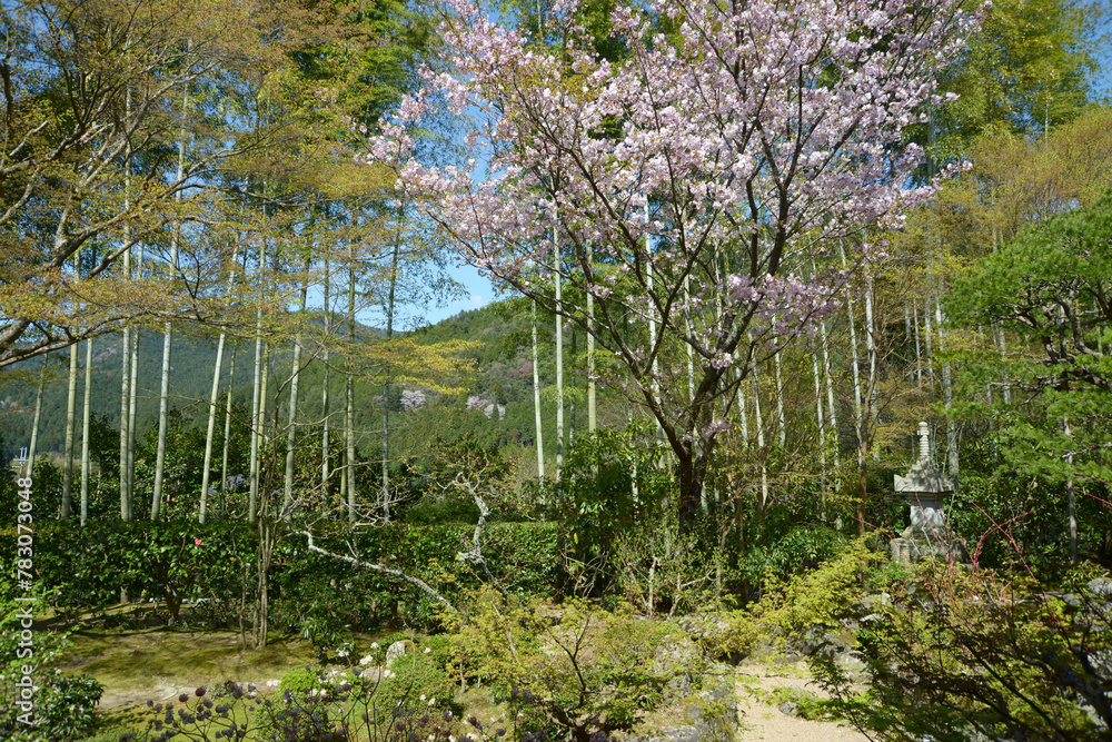 Fototapeta premium 宝泉院 庭園「盤桓園」 京都市左京区大原