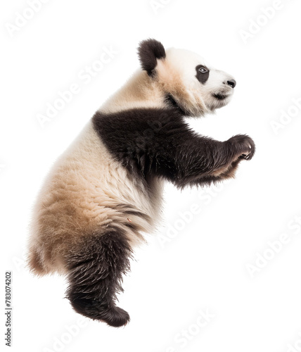 Panda cub standing tall on white background © gearstd