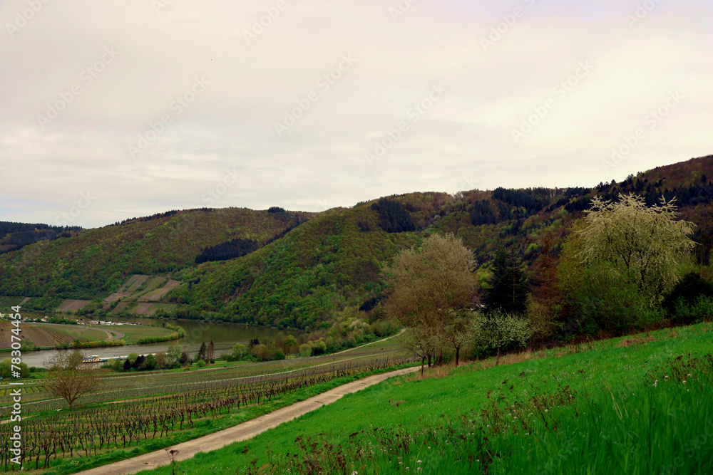 Wiesen und bewaldete Hügel am Ufer der Mosel bei Mehring im Landkreis Trier-Saarburg in Rheinland-Pfalz. Aussicht vom Wanderweg Moselsteig Seitensprung Mehringer Schweiz.