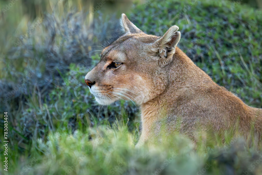 Obraz premium Close-up of puma sitting among thick bushes
