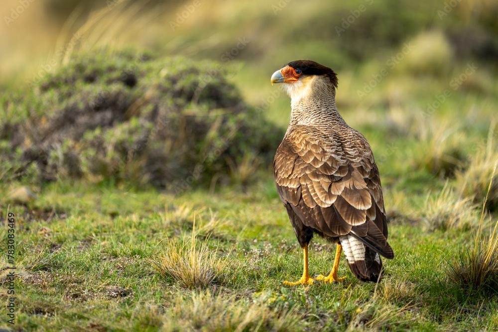 Crested caracara on short grass turning head Crested caracara on short grass turning head