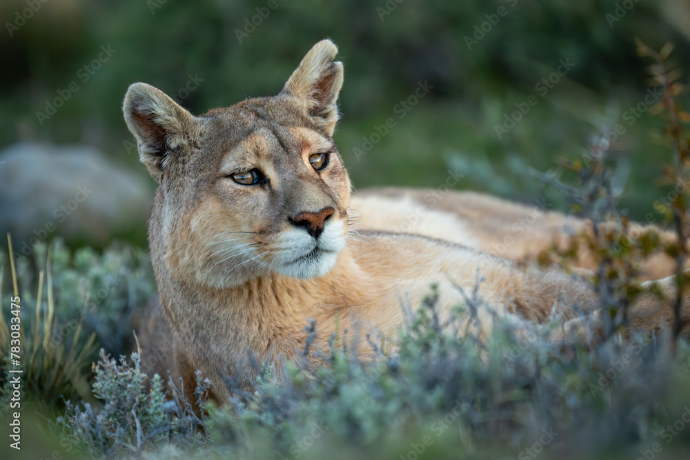 Obraz premium Close-up of puma with catchlights lying staring