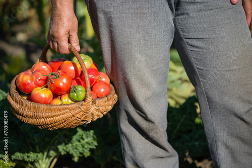 Woman holding fresh tomatoes in the basket. Homegrown tomato harvest in organic garden. Bio vegetables farming concept.