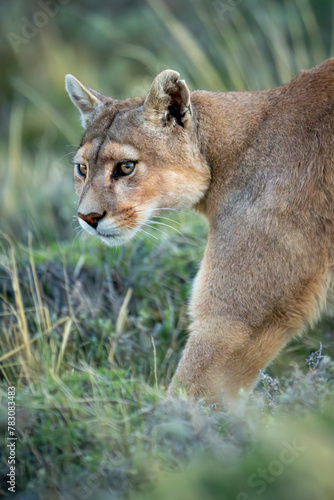 Photography Close-up of puma with catchlights crossing scrubland