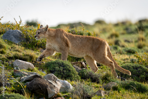 Female puma climbs slope on rocky scrubland