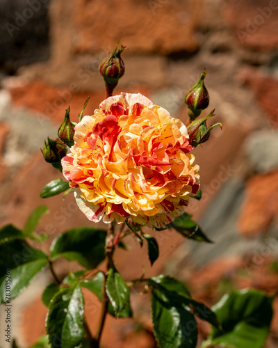 Rose orange rot