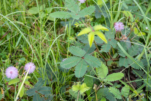 Foto Mimosa pudica, also known as sensitive plant.