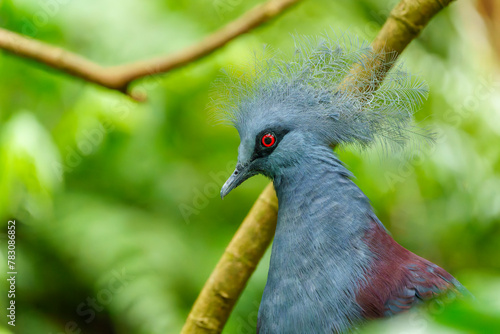 Big blue pigeon. Western crowned pigeon, Goura cristata, detail portrait in t lowland rainforests of New Guinea, Asia. Blue bird with red eye, green forest in the background, close-up. Wildlife nature photo