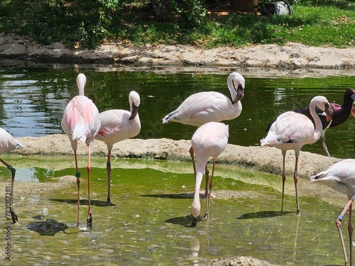 flamingos in the water