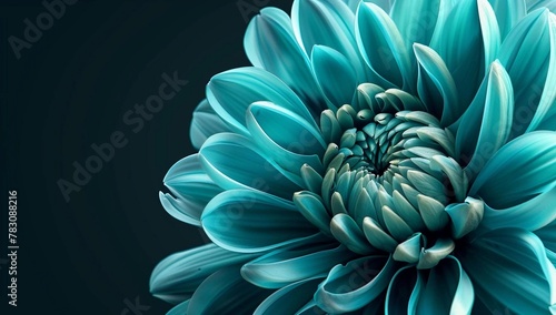 A concept of quiet luxury. Minimalist style  flower on dark blue background. With space for text. Greeting card template  brochure  background image. Beautiful cover concept. Chrysanthemum.
