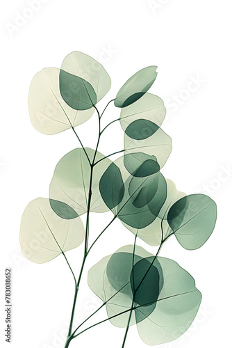 Branch with leaves in x-rays close-up on a white background. Simple minimalistic design. © Наталья Зюбр