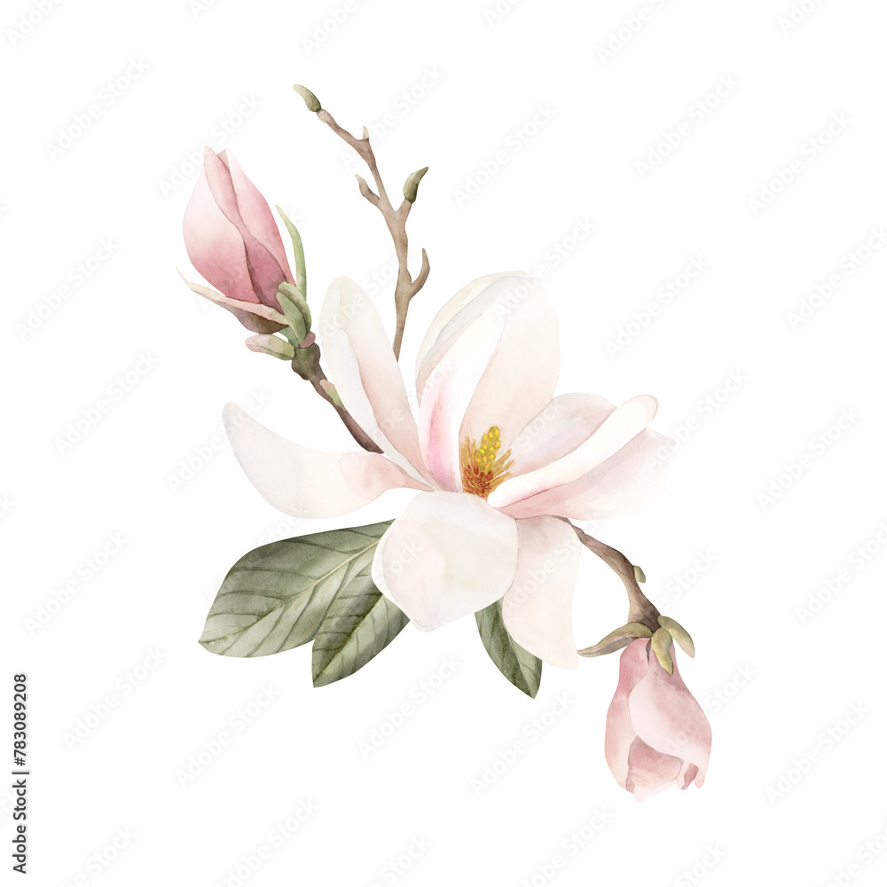 Obraz premium Composition of light pink magnolia flower, buds, sprigs and leaves. Floral watercolor illustration isolated on white