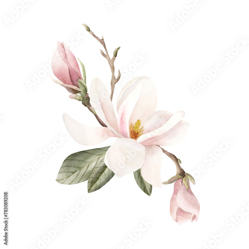 Composition of light pink magnolia flower, buds, sprigs and leaves. Floral watercolor illustration isolated on white