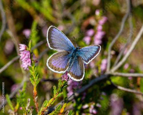 Schmetterling Bläuling blau