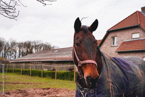 Fototapeta Naklejka Na Ścianę i Meble -  Brown noble horse. Cinematic brown horse with farm image in the background. Selected focus area