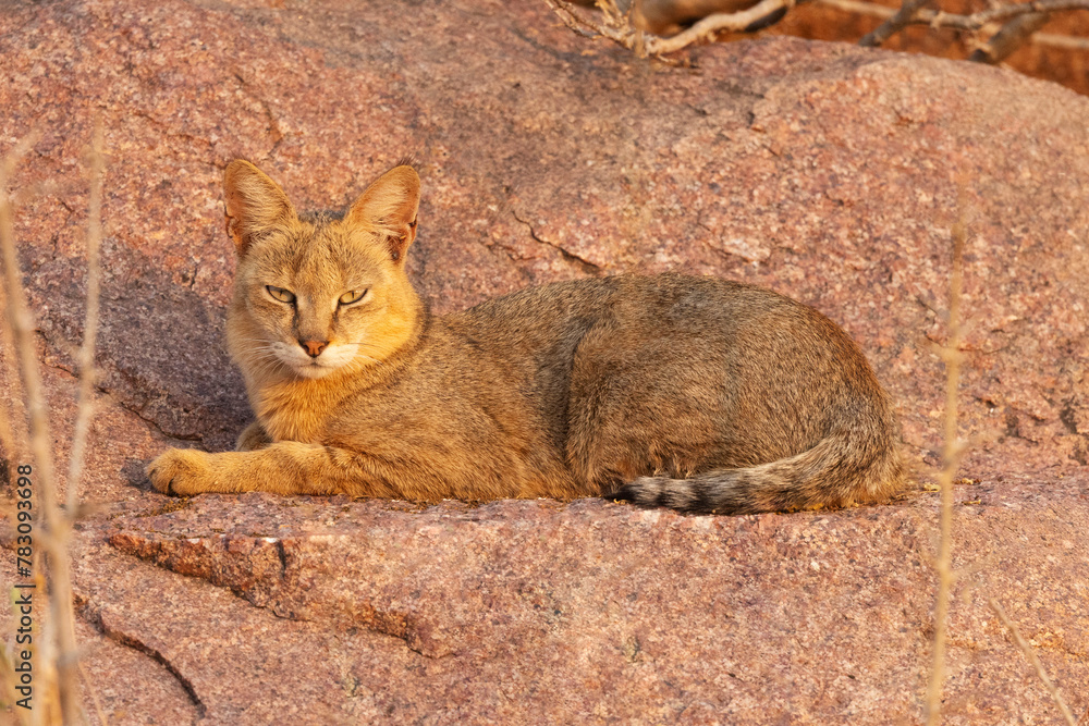 Obraz premium Jungle Cat, Felis chaus, female, Panna Tiger Reserve, Karnataka, India