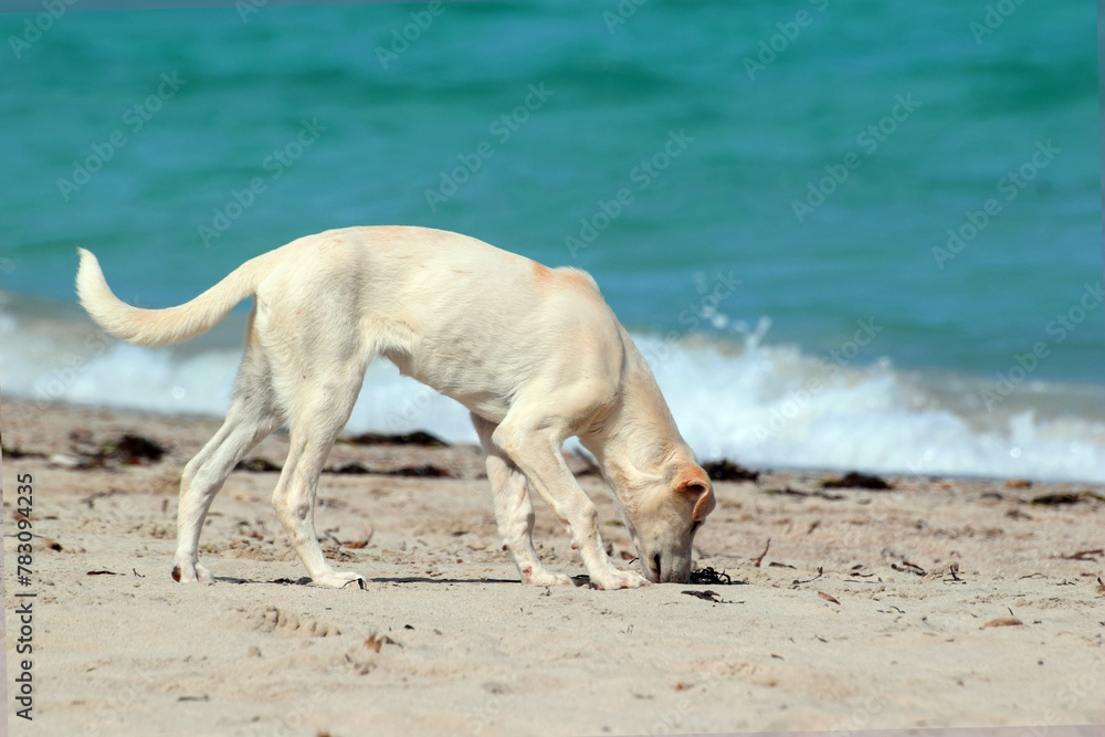 Bezpański pies szuka jedzenia na plaży Morza Śródziemnego - obrazy, fototapety, plakaty 