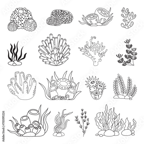 Marine set, algae and coral in simple linear style. Black and white graphics for books and posters