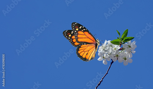bright orange tropical monarch butterfly on sakura flowers against the blue s...
