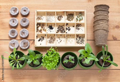 Top view of green sprouts of different seedlings of garden flowers in peat tablets, set of various seeds in wooden box and peat cups on wood background. Gardening as a hobby. Flat lay, close-up