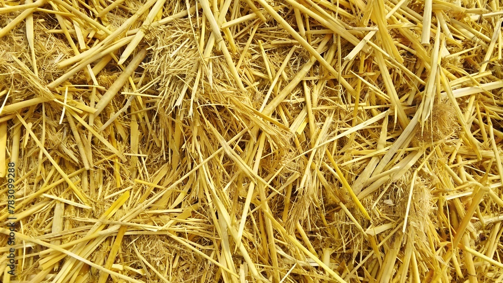 abstract hay background