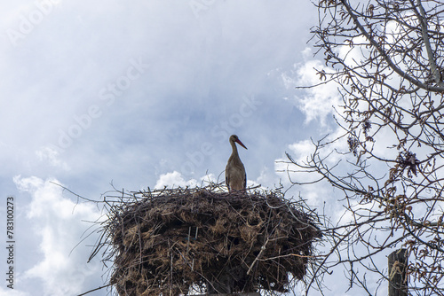 The stork family is living in their nest