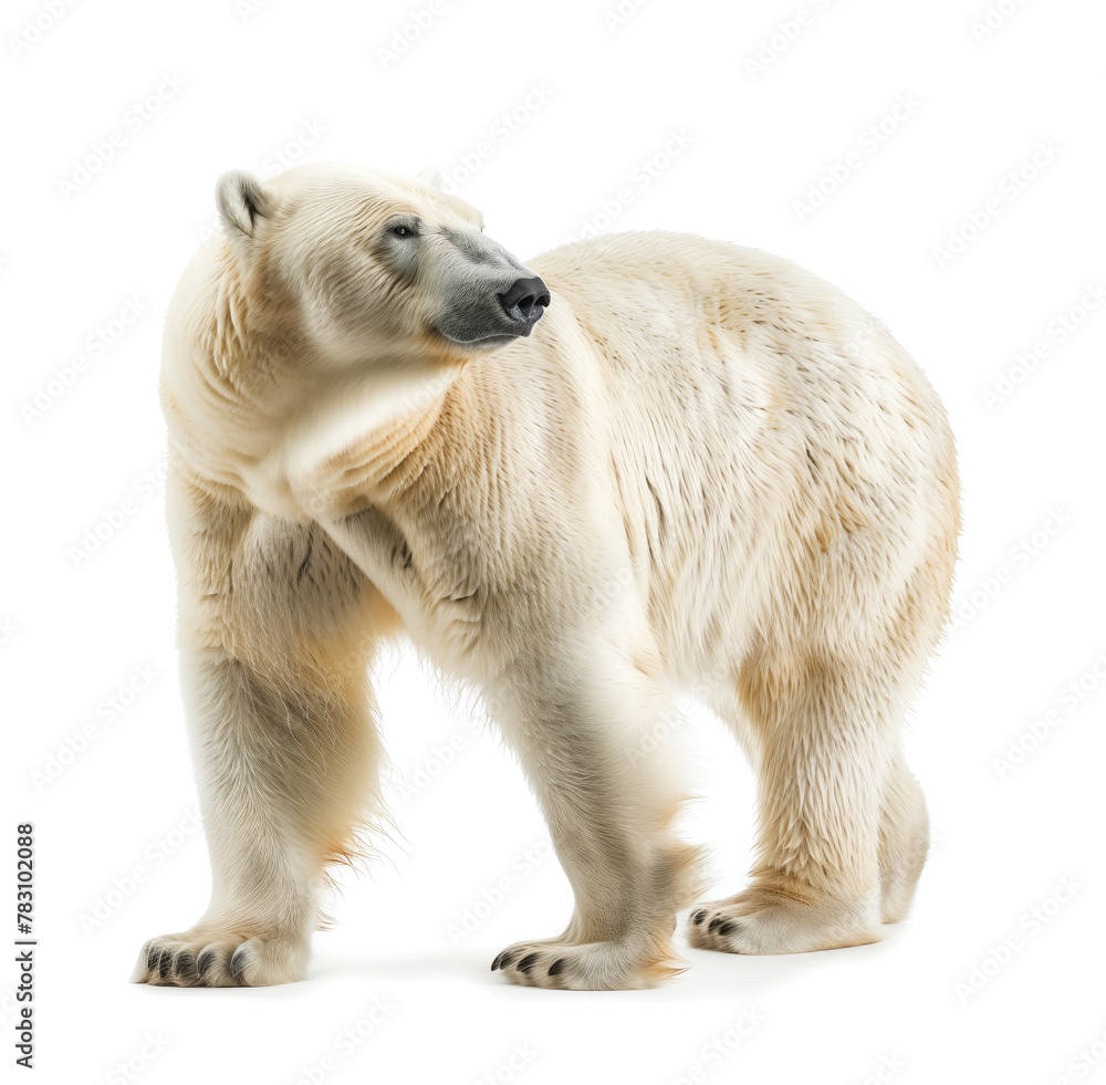 Polar bear looking back over shoulder isolated Polar bear looking back over shoulder isolated