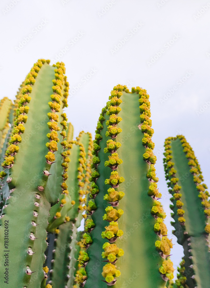 Naklejka premium cactus in desert