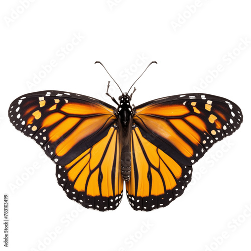 Monarch butterfly isolated on transparent background