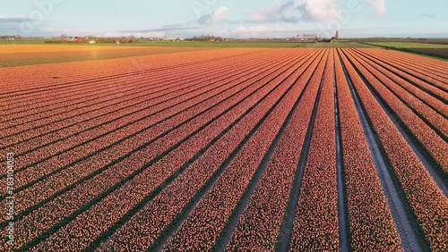 orange tulip fields in spring in the netherlands dronehoto top view