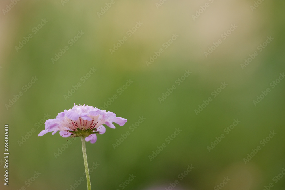 Single scabiosa bloom with warm green background and limited focus Single scabiosa bloom with warm green background and limited focus