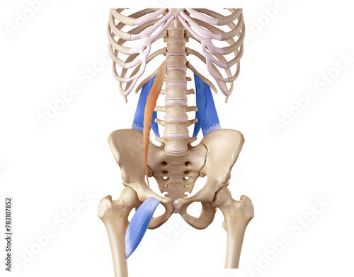 Hip and lower back of the deep front line - psoas minor, pectineus, quadratus lumborum  photo