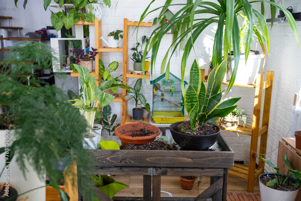 Sansevieria trifasciata on the florists table for transplanting and caring for domestic plants in the interior of a green house with potted plants Sansevieria trifasciata on the florists table for transplanting and caring for domestic plants in the interior of a green house with potted plants