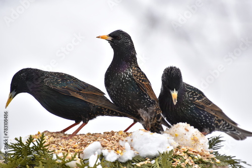 Starlings at the feeder, Sainte-Apolline, Québec, Canada