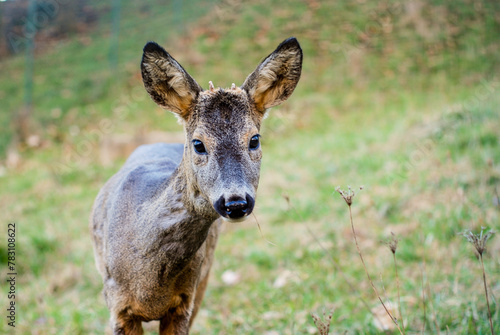 Young roe deer in the forest. Wild animals in nature. © Ajdin Kamber