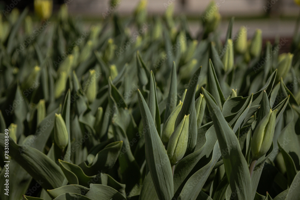 Obraz premium Kyiv, Ukraine. April 11, 2024. April this year is very hot, and colorful tulips bloomed in the city center. incredible views open in the center. a real blooming early spring.