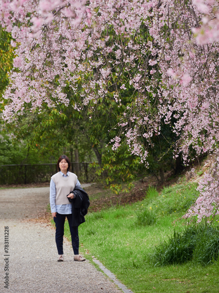 春の満開の桜の花を花見する中年女性の姿