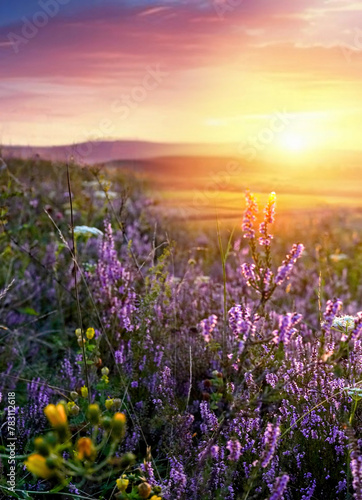 Beautiful natural landscape with bright textured sunset over a field of purple wild grass and flowers. Selective focusing on foreground.