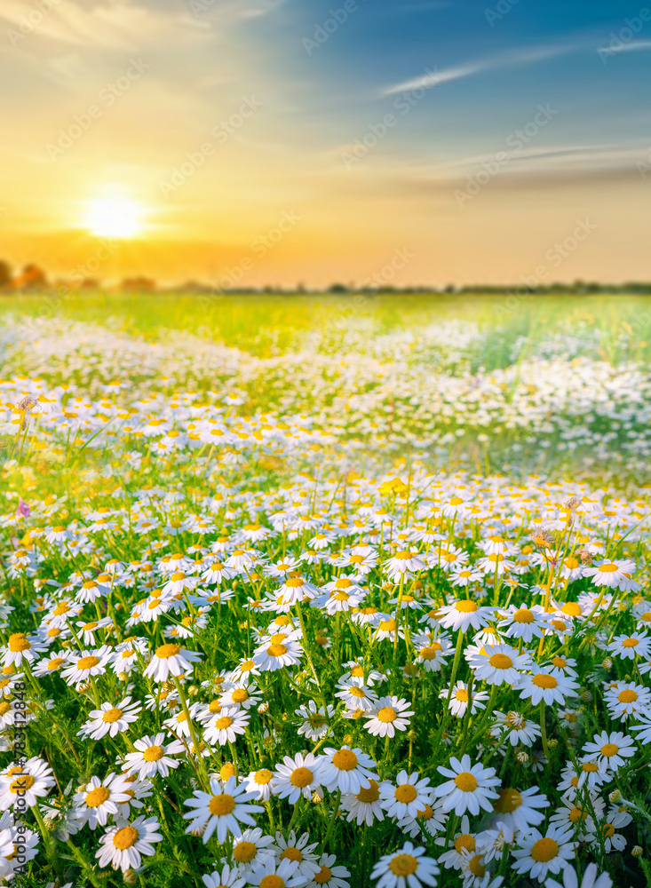 Beautiful, sun-drenched spring summer meadow. Natural colorful landscape with many wild flowers of daisies against bright orange sun in sunset sky.