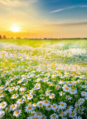 Beautiful, sun-drenched spring summer meadow. Natural colorful landscape with many wild flowers of daisies against bright orange sun in sunset sky.