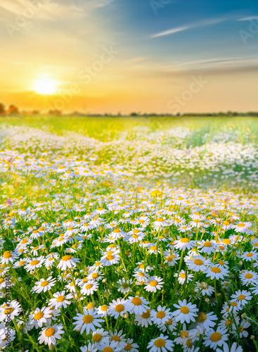 Beautiful, sun-drenched spring summer meadow. Natural colorful landscape with many wild flowers of daisies against bright orange sun in sunset sky.