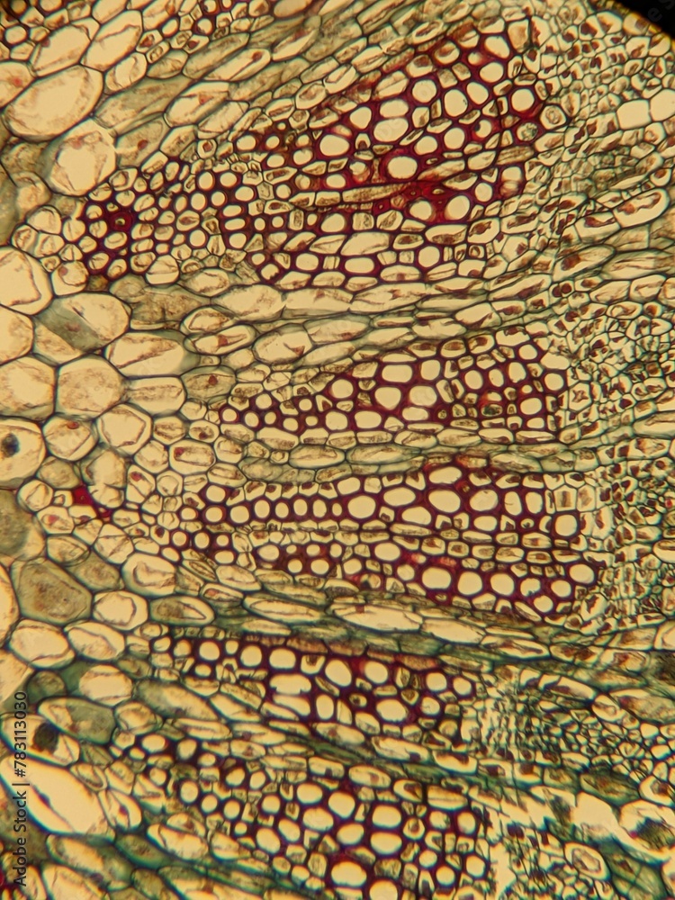 photo of section of plant tissue under the microscope

