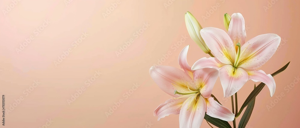 Fototapeta premium Beautiful blooming lily flower minimalist fantasy background, A bouquet of lilies in a vase in daylight, fresh light pink yellow white color lily flower poster nature background,