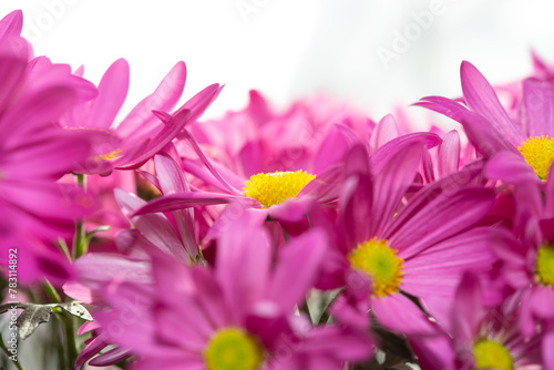 close-up of flower tops on a white background